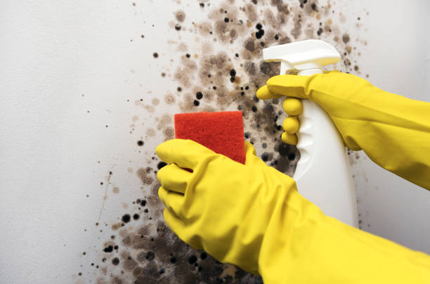 Best Residential Mold Removal  in USA